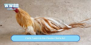 Cách Nuôi Gà Đá Chuẩn Chiến Kê – Từ Chọn Giống Đến Ra Trường