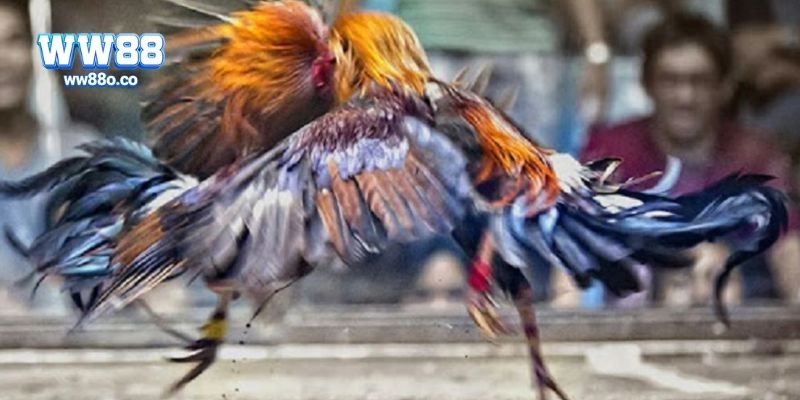 Chiến kê đá gà cựa dao có gì đặc biệt?