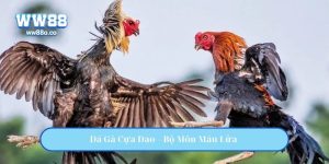 Đá Gà Cựa Dao – Bộ Môn Máu Lửa Thu Hút Hàng Triệu Người