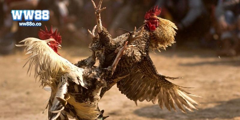 Đá gà cựa dao có hợp pháp không?