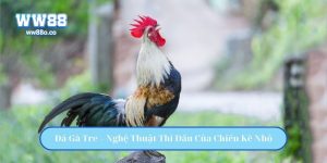 Đá Gà Tre – Nghệ Thuật Thi Đấu Của Chiến Kê Nhỏ Nhưng Mạnh Mẽ