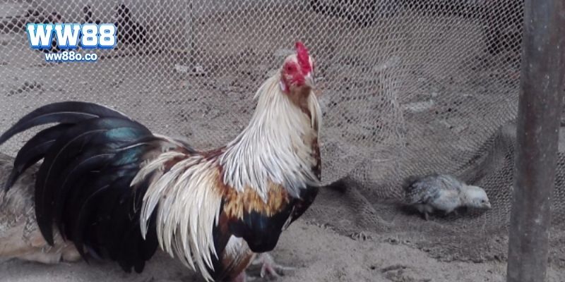 Kết hợp cách nuôi truyền thống với nền tảng hiện đại