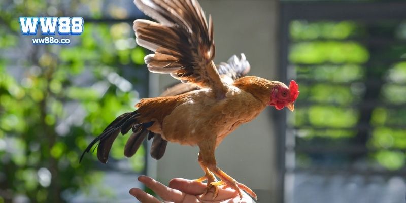 Kỹ thuật nuôi và huấn luyện gà đá tre