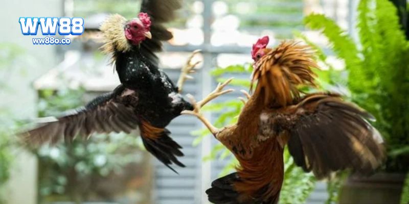 Luật chơi và cách phân biệt các loại đá gà