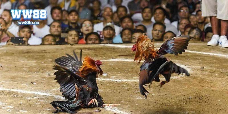 Nguồn gốc và sự phát triển của đá gà cựa dao