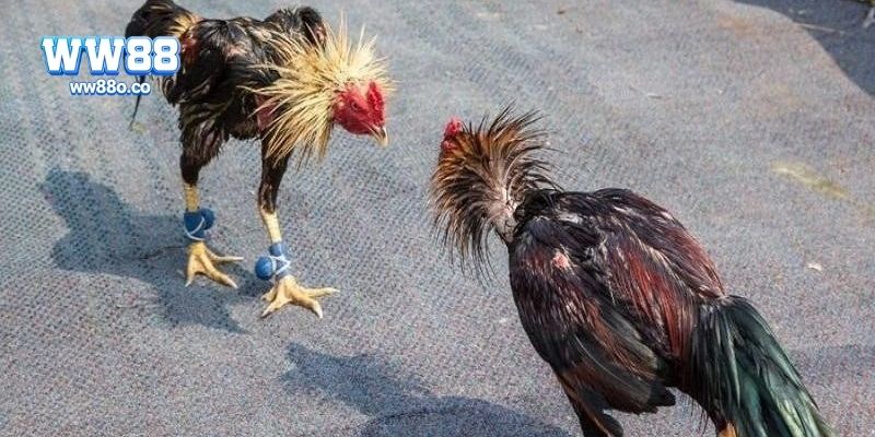 Nguồn gốc và sự phát triển của đá gà casino