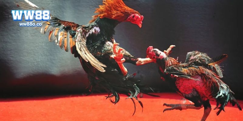 Nguồn gốc và ý nghĩa văn hóa của trò chơi đá gà