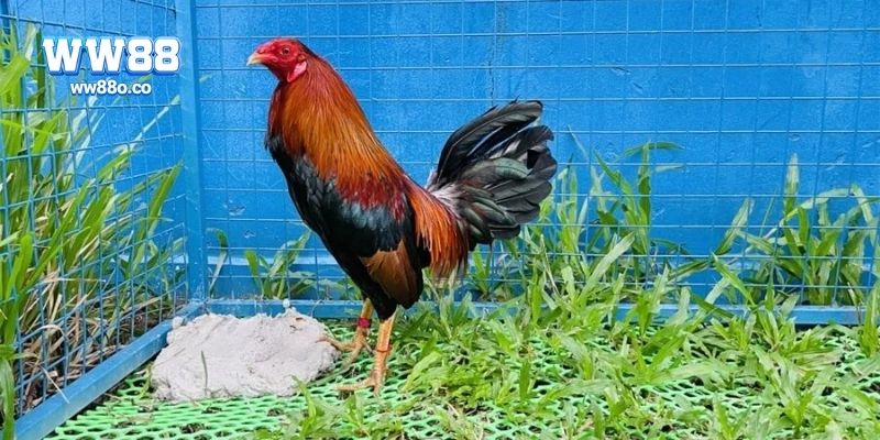 Những rủi ro và lưu ý khi chơi đá gà tre