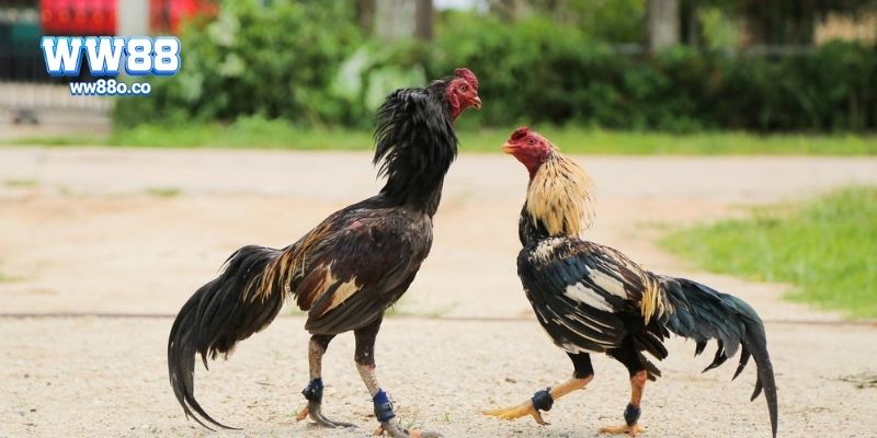 Ưu điểm nổi bật của đá gà tre
